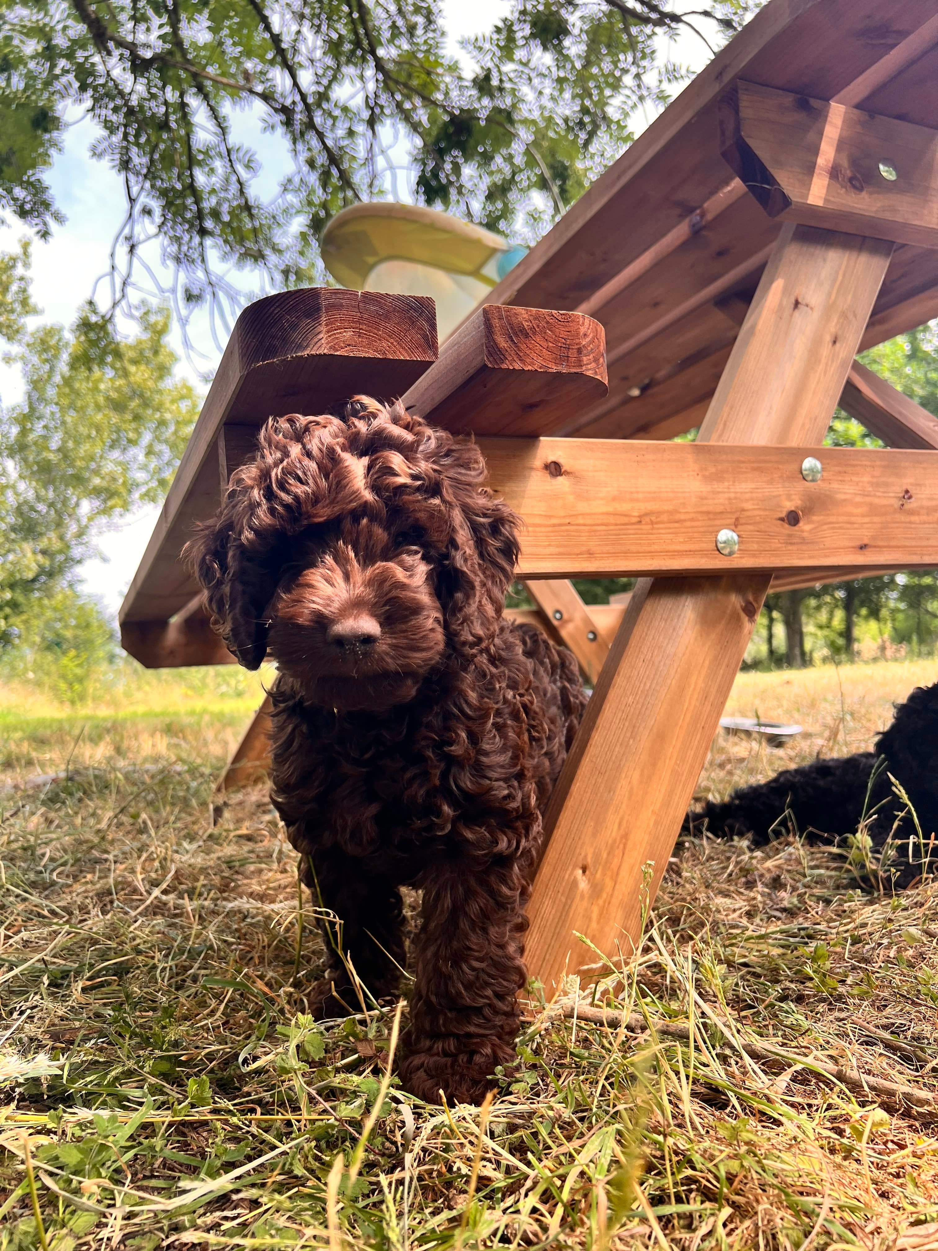 Happy puppy